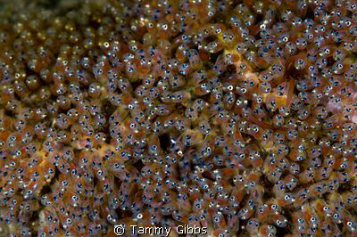 A clutch of anemonefish eggs.  They have eyes! by Tammy Gibbs 