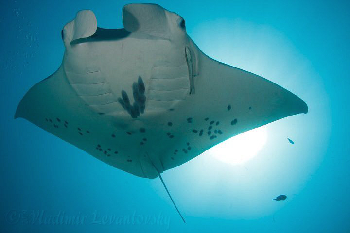 Manta ray, swimming overhead against the sun in the backg... by Vladimir Levantovsky 