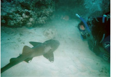 While kneeling in the sand, watching the Carbs & Reefs fe... by Greg Smith 