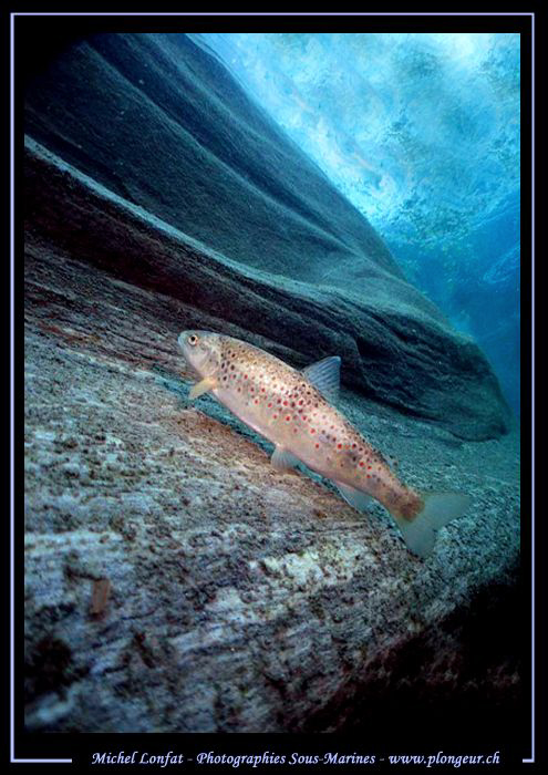 A big Trout in the Verzasca River... Que du bonheur... :O... by Michel Lonfat 