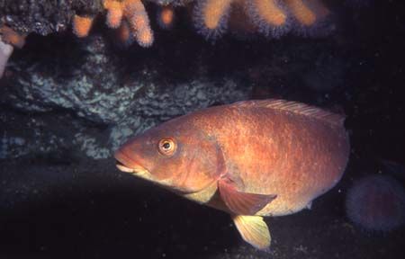 Friendly Ballan Wrasse at Fanore, Co. Clare, Ireland.  Ta... by Sarah Varian 