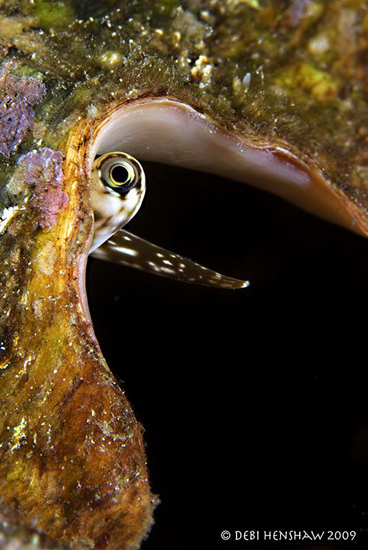 Eye of the Conch by Debi Henshaw 
