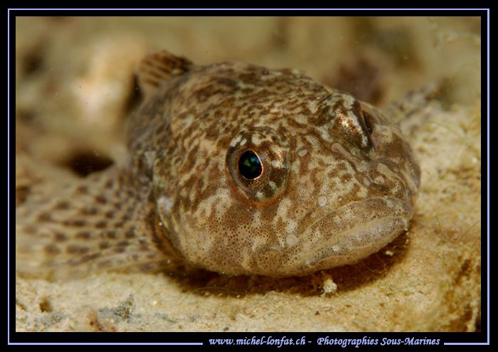 Last week night dive in Geneva lake - Face to face with t... by Michel Lonfat 