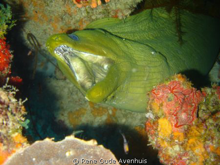 Green Moray, shot taken at Mangel Halto, Aruba by Rene Oude Avenhuis 