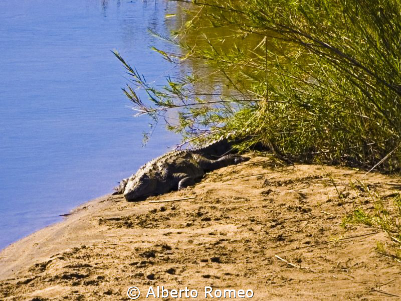 Sleeping crocodile in Kruger Park by Alberto Romeo 