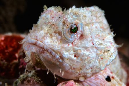This albino devil scorpionfish caught my eye during a div... by Erin Quigley 