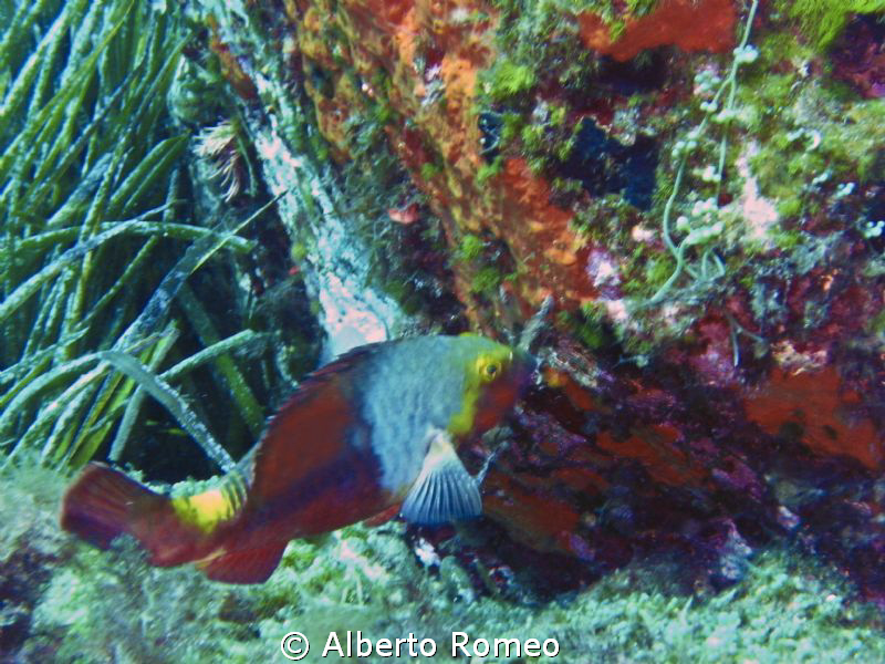Parrot fish another alien species in the mediterranean sea by Alberto Romeo 
