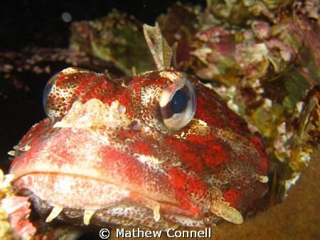 Red irish lord. Taken with Canon SD550 7.1 MP camera with... by Mathew Connell 