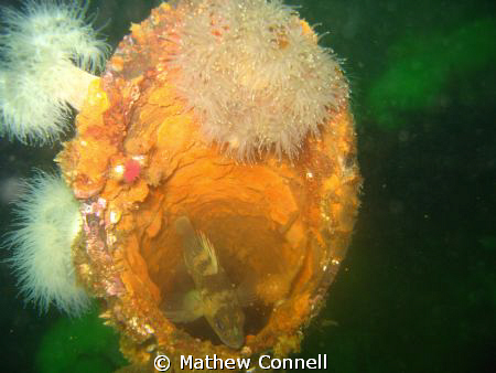 A little quillback rockfish in one of the smokestacks of ... by Mathew Connell 