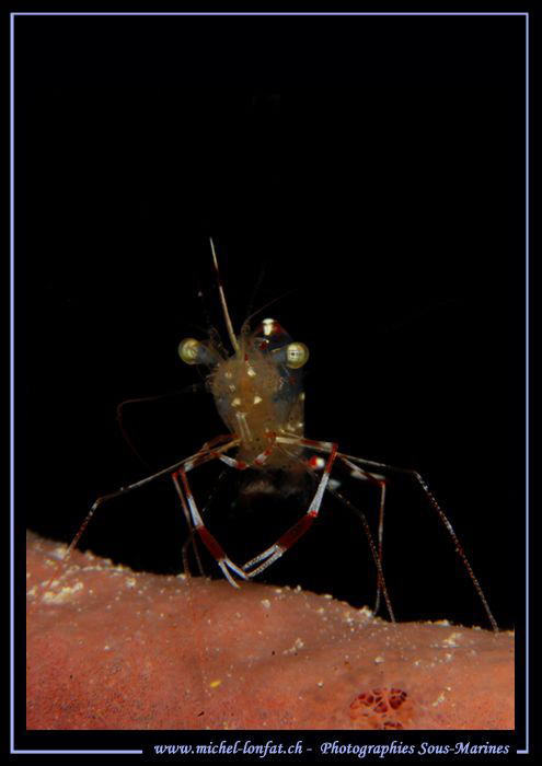 A Cleaning Schrimp - Encounter during a night dive... Que... by Michel Lonfat 