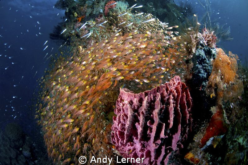 A school of fish surround a sponge in Raja Ampat by Andy Lerner 