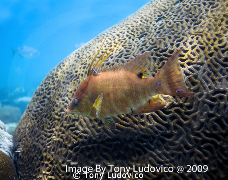 Hogfish by Tony Ludovico 