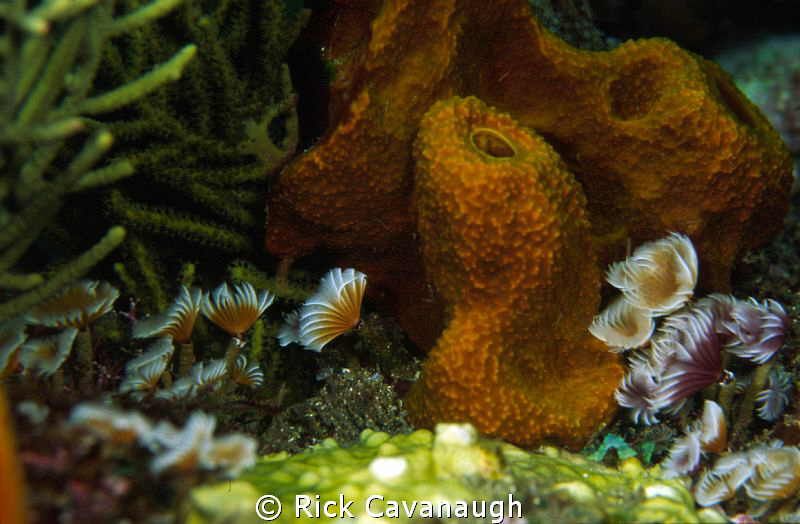 Reef scene.  Film-Fugi Velvia by Rick Cavanaugh 