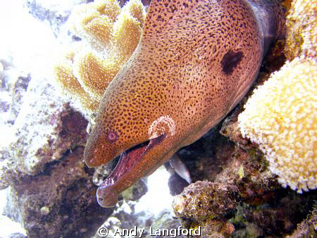 Moray Eel taken in Makadi Bay, Egypt at about 7Mtrs on my... by Andy Langford 