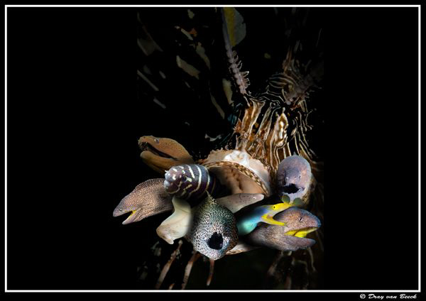 hungry for morays ... by Dray Van Beeck 