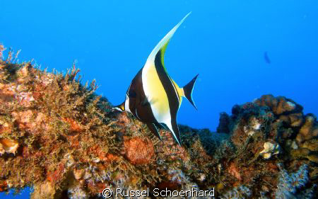 Moorish Idol on the YO-257, Oahu, Hawaii. Used my Olympus... by Russel Schoenhard 