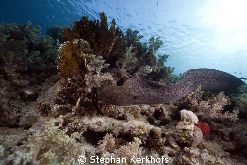 Free swimming Giant Moray at the back of Shark reef. by Stephan Kerkhofs 