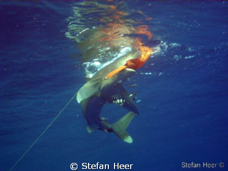 Safety Stop? 
Red Sea Juni 2009 / Brother Island/ Longim... by Stefan Heer 