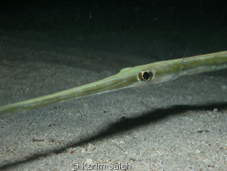 smooth cornetfish
diver1000000@hotmail.com by Karim Salah 