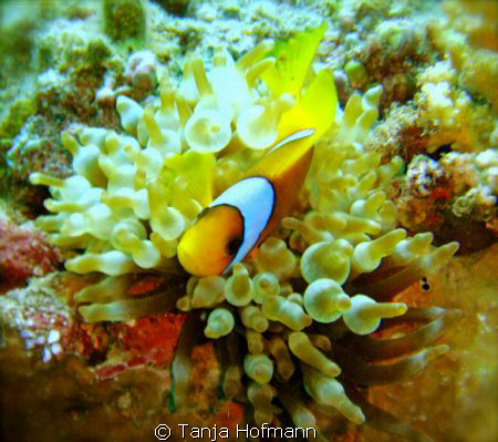 Cute anemone fish in Marsa Alam, Egypt by Tanja Hofmann 