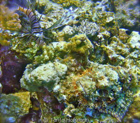 Lion fish and scorpion fish together at Equinox Reef, Mar... by Tanja Hofmann 