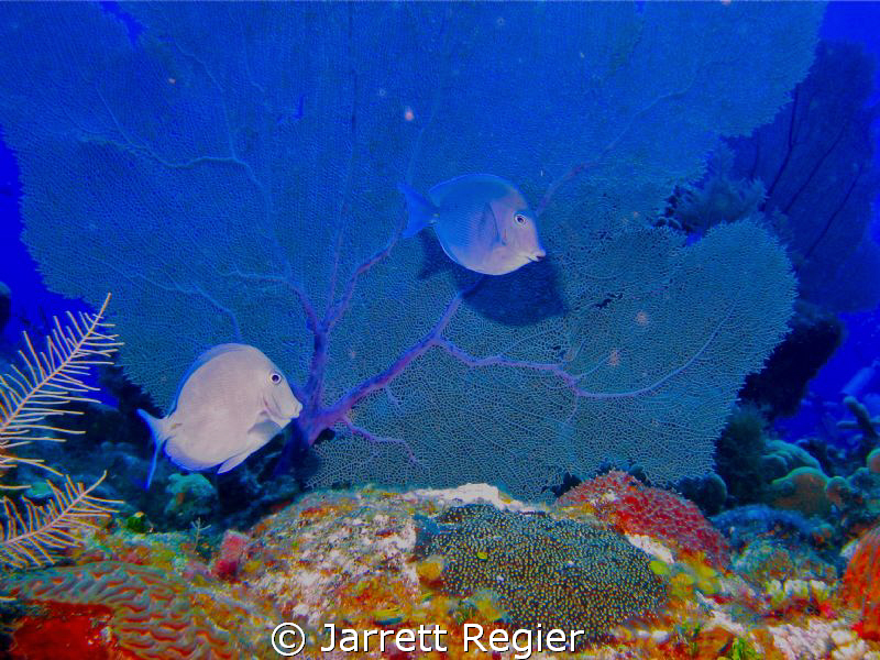 SD750 Canon Housing with Sealife flash. by Jarrett Regier 