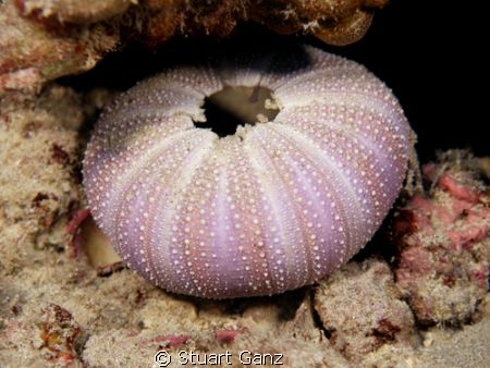 Urchin shell by Stuart Ganz 
