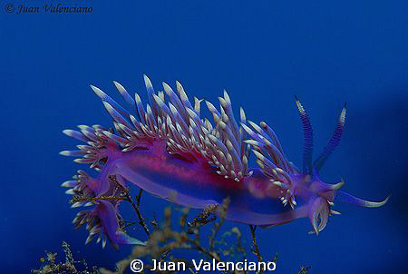 Flavellina affinis by Juan Valenciano 