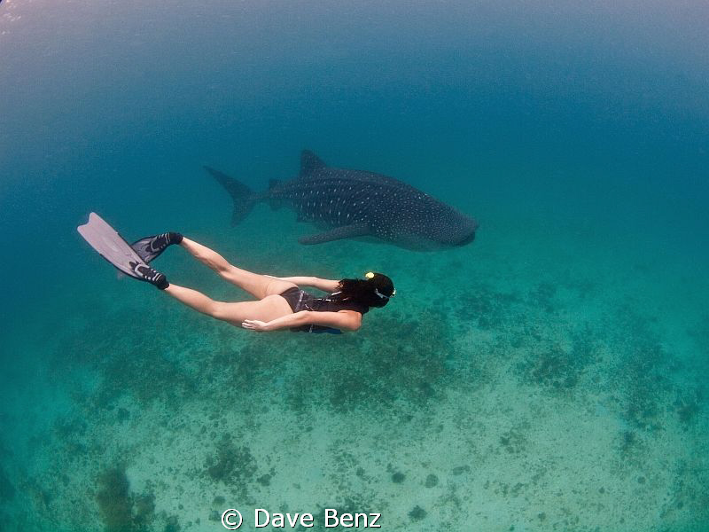 Amazing snorkel dive together with a whaleshark and a uw-... by Dave Benz 