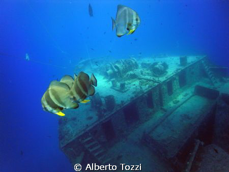 Thistlegorm
bow & batfish 
in a good viz day by Alberto Tozzi 