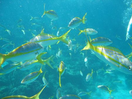 Image taken at about 10 feet depth while snorkelling in C... by Merv Carr 