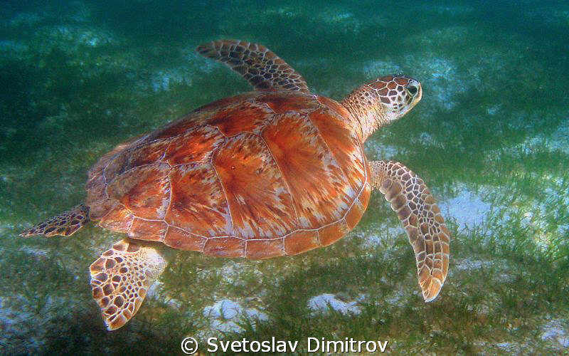 Flying turtle on a depth of 5-6 meters . by Svetoslav Dimitrov 