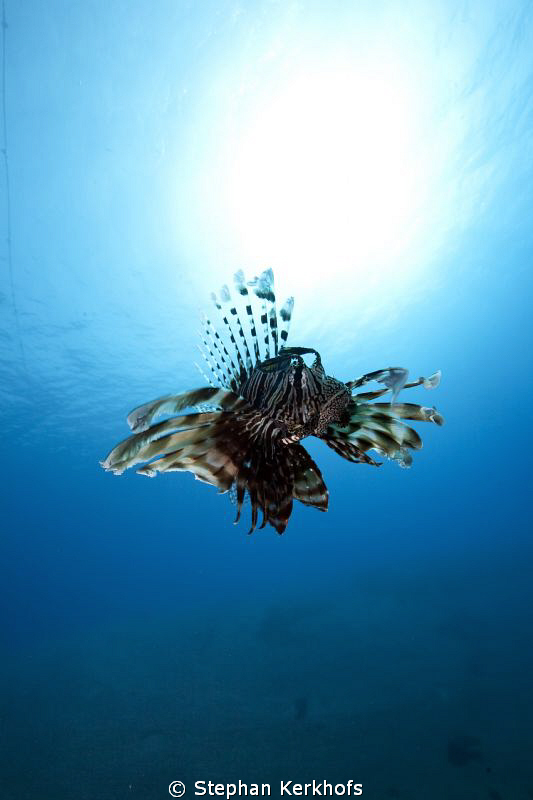 Lionfish free out in the blue. by Stephan Kerkhofs 