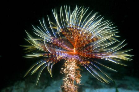 The Sea Worm "Spirographis spallanzani". Mediterranean Se... by Lyubomir Klissurov 