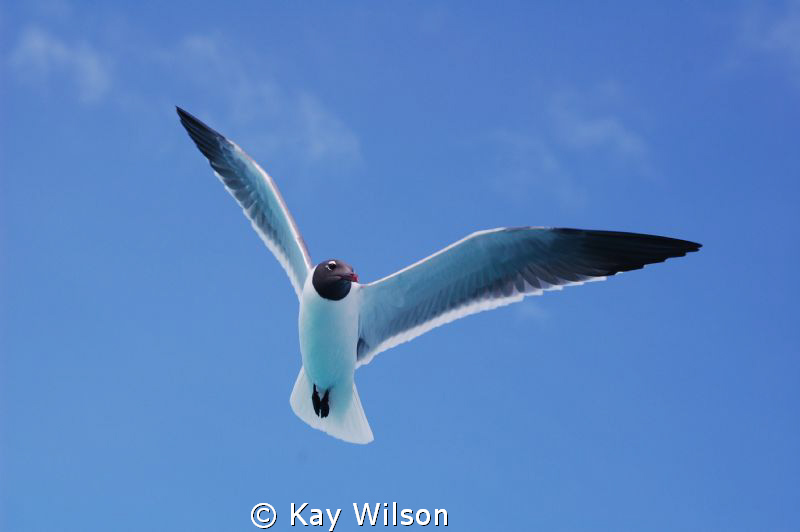 Seagull in the Tobago Cays. by Kay Wilson 