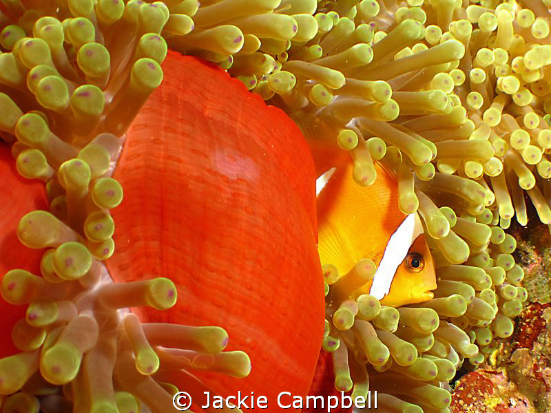 Clown fish are much easier to photograph at night when th... by Jackie Campbell 