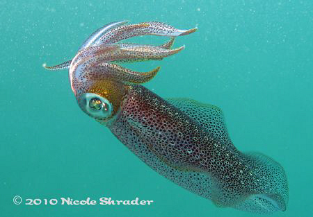 Bigfin squid shot with Canon G11 in 10 feet of water with... by Nicole Shrader 