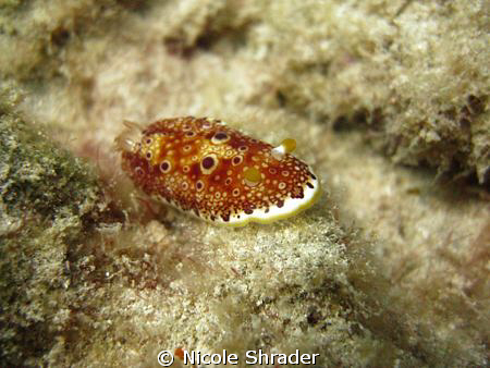 Red Spotted Sea Slug: About 1.5in. long, photo taken with... by Nicole Shrader 