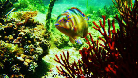 You lookin' at me!! I was chasing a stingray and turned t... by Amanda Forward 