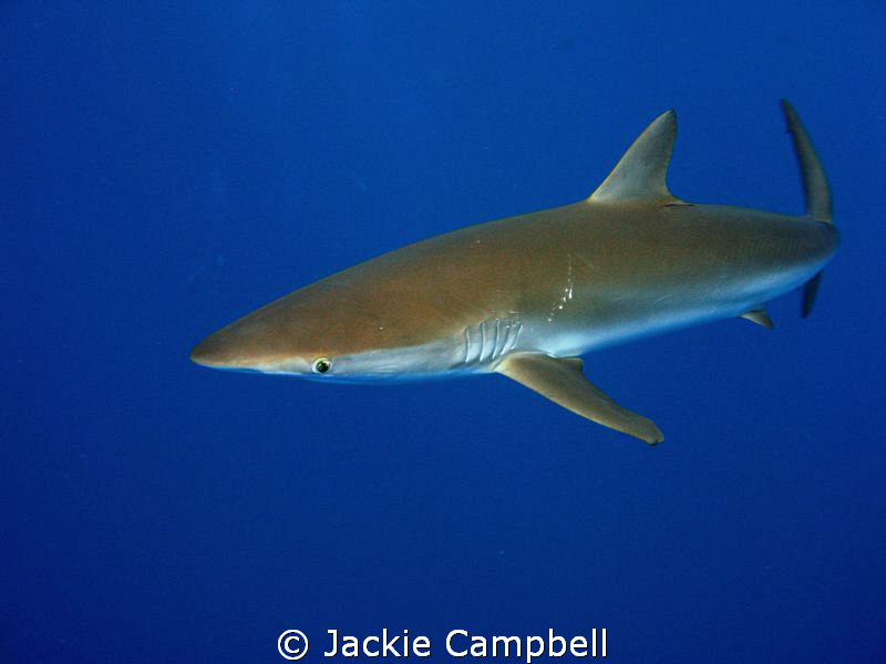 Silky shark.
This guy had a scar on its back. by Jackie Campbell 