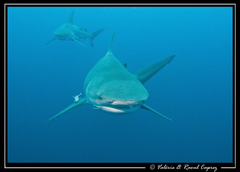 Face to face with two impressive and curious Zambezi shar... by Raoul Caprez 