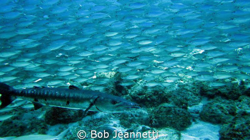 Barracuda and Jacks by Bob Jeannetti 