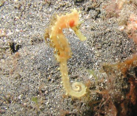 Thorny Seahorse - Lembeh Strait by Dale Treadway 