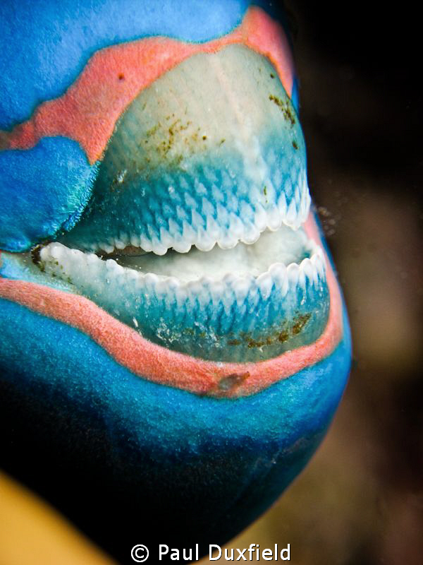 Parrot fish was just settling down for the night, and so ... by Paul Duxfield 