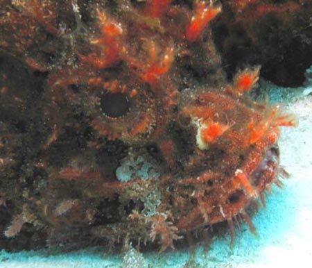 Plumed Scorpionfish - Cozumel by Dale Treadway 