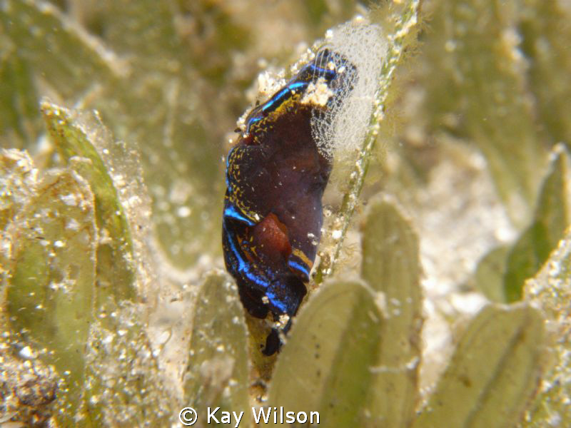 Leech Head Sheild Slug and eggs. Sea and Sea DX1G / YS110... by Kay Wilson 