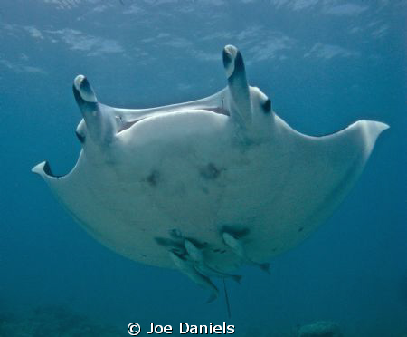 Manta coming in for a look by Joe Daniels 