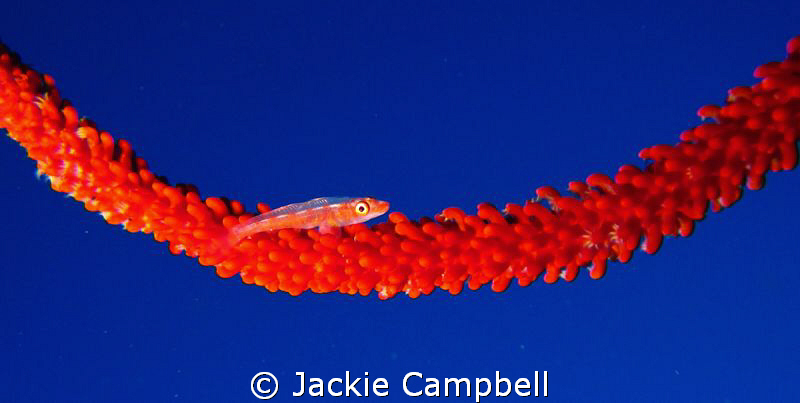 Red & Blue....
Goby on sea whip. I was looking for a sea... by Jackie Campbell 