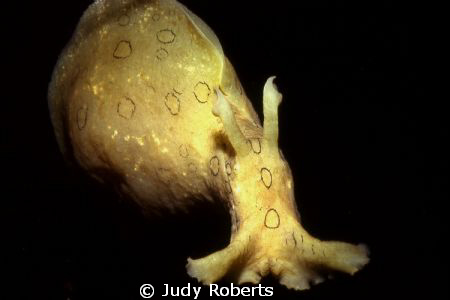 Sea Hare, Photographed in KeyLargo shallow waters. by Judy Roberts 