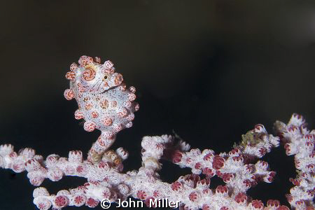My first pygmy seahorse, Lembeh Straits. by John Miller 
